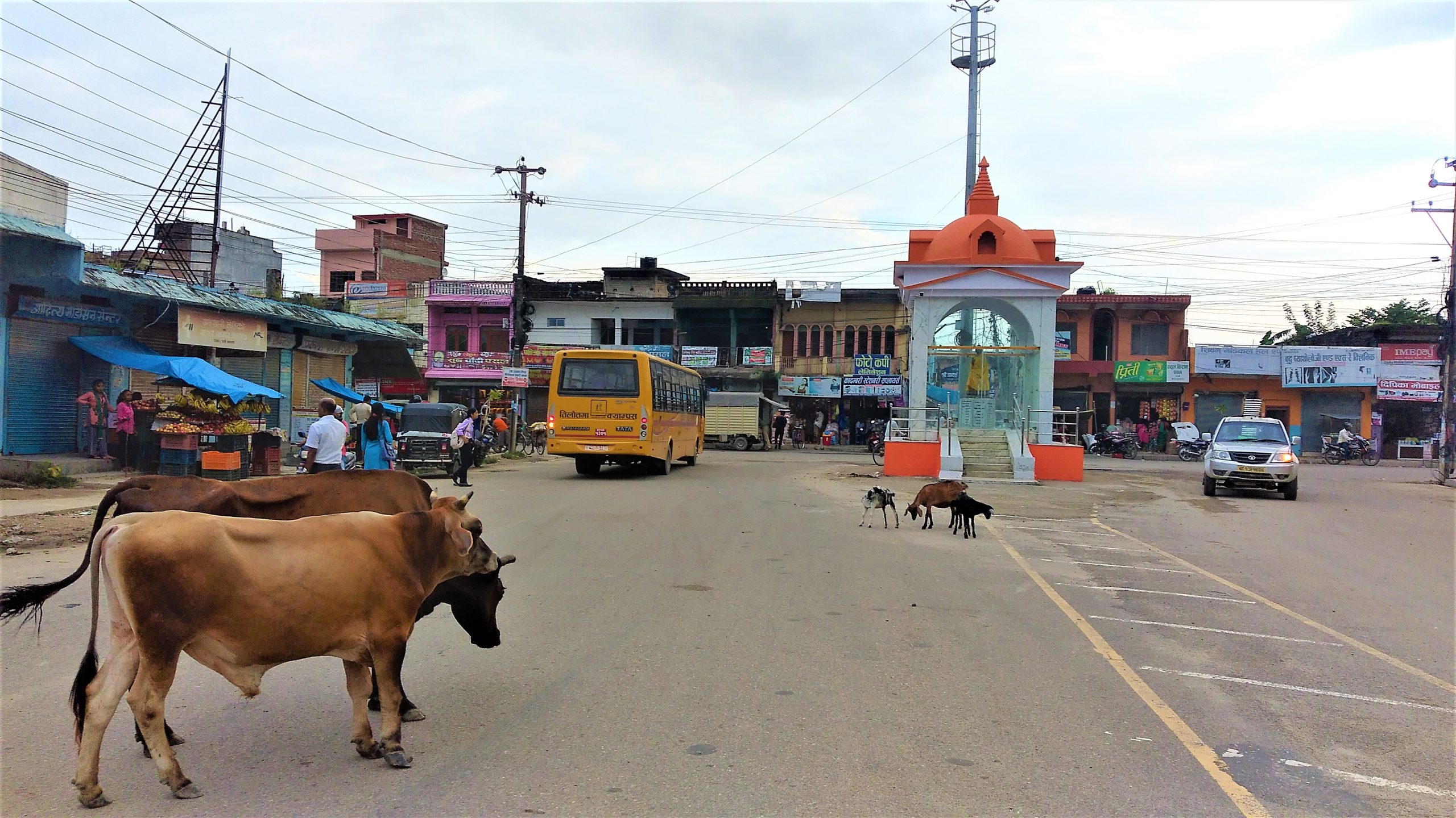 रामग्रामको परासी बजारमा छाडा चौपायाले यात्रुलाई हैरानी
