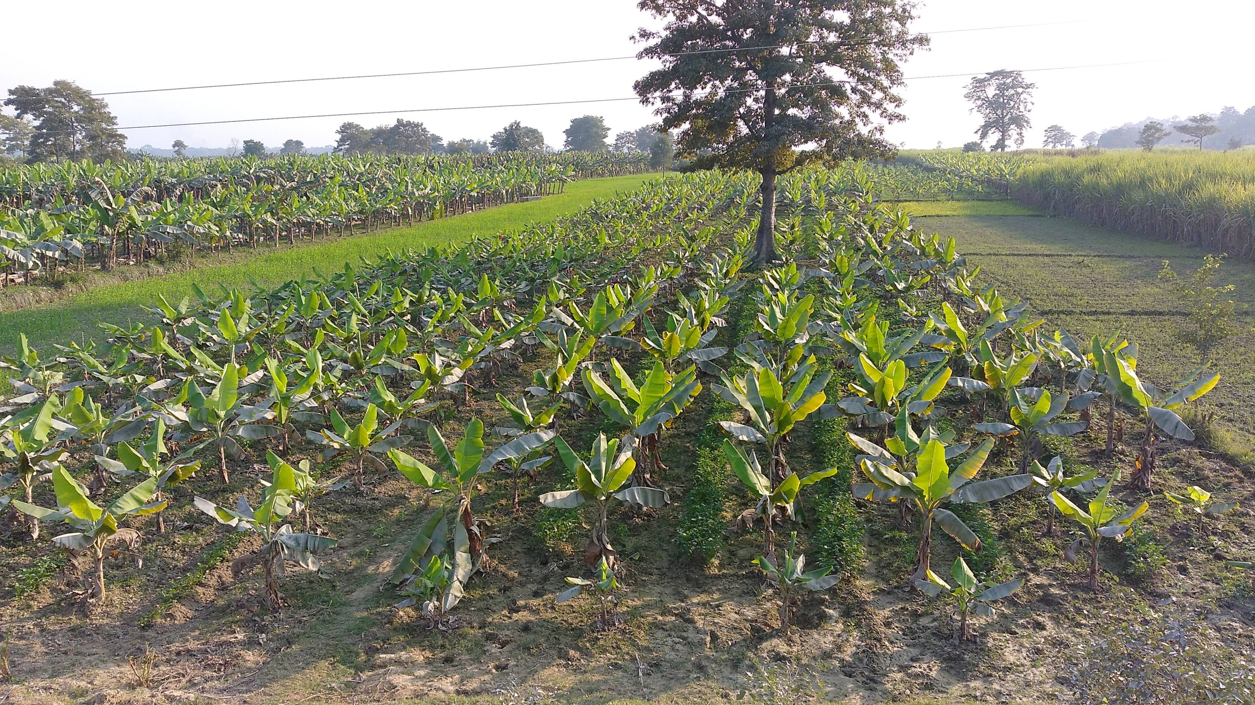 विमा कम्पनीका कारण केरा उत्पादक किसान मर्कामा