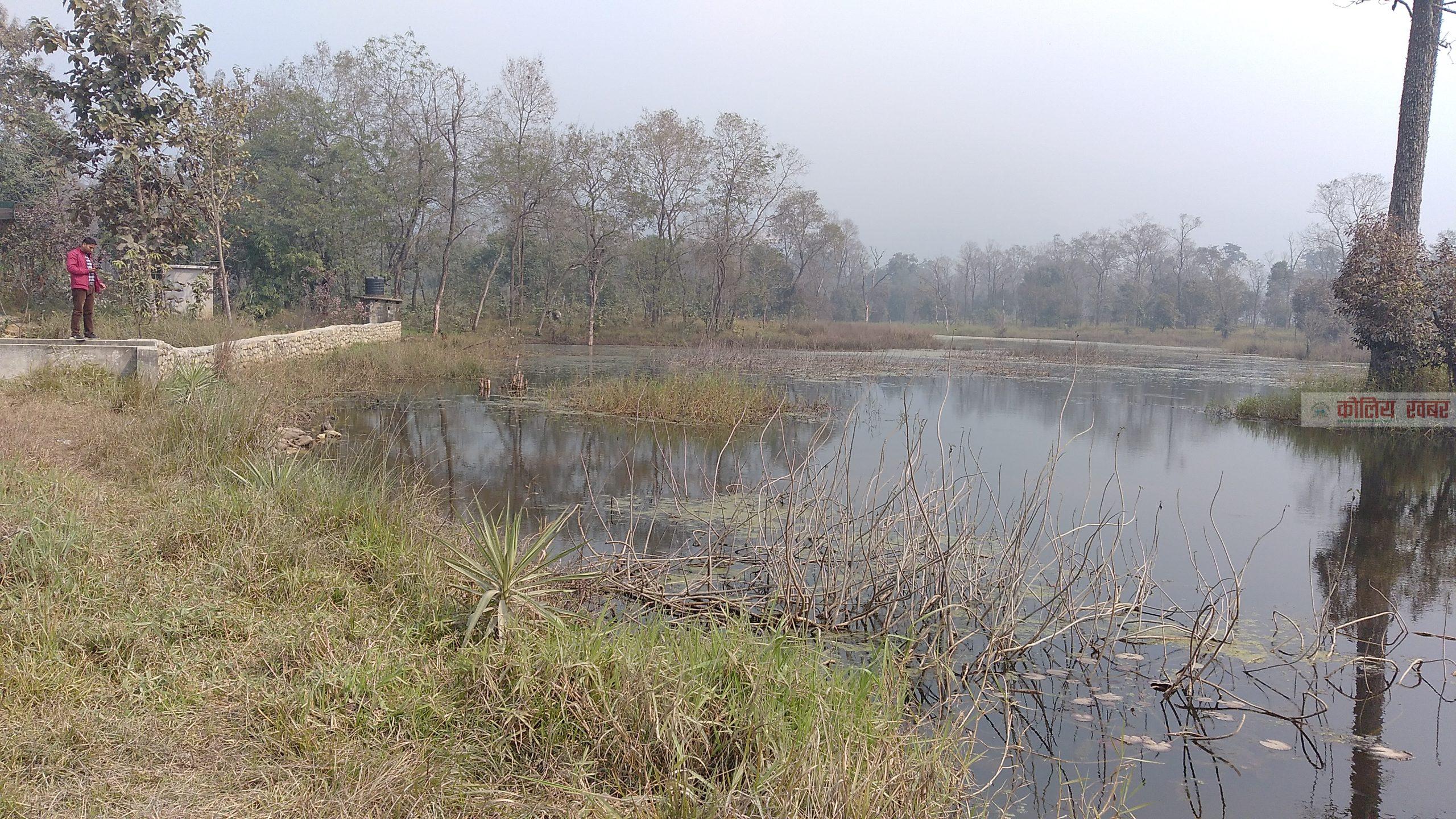 सिमसार क्षेत्र विस्तार गर्दै वर्दघाट नगरपालिका