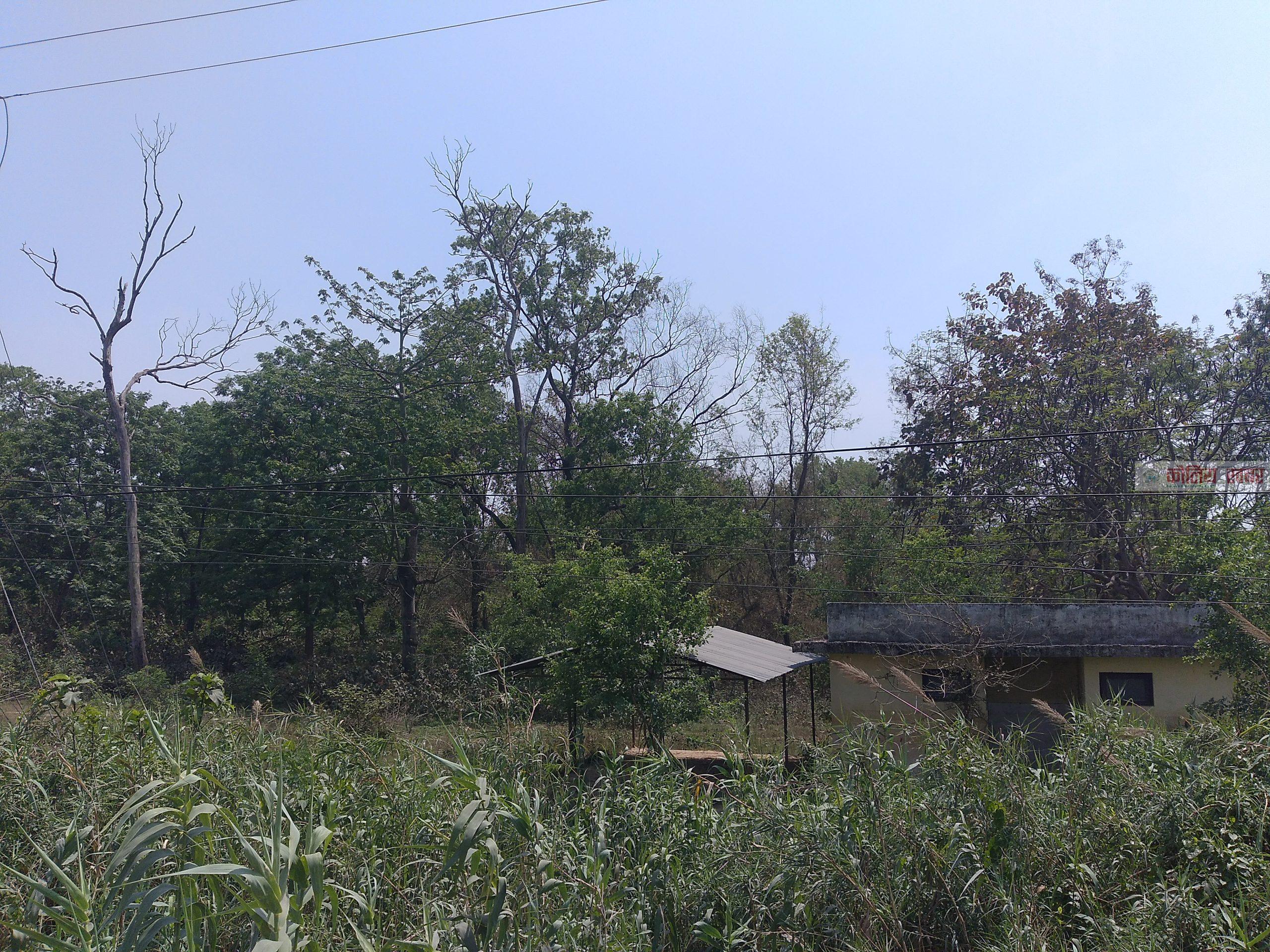 कसिया सामुदायिक बनमा उद्धान(पार्क) बनाउन रामग्राम नगरपालिकाको पहल