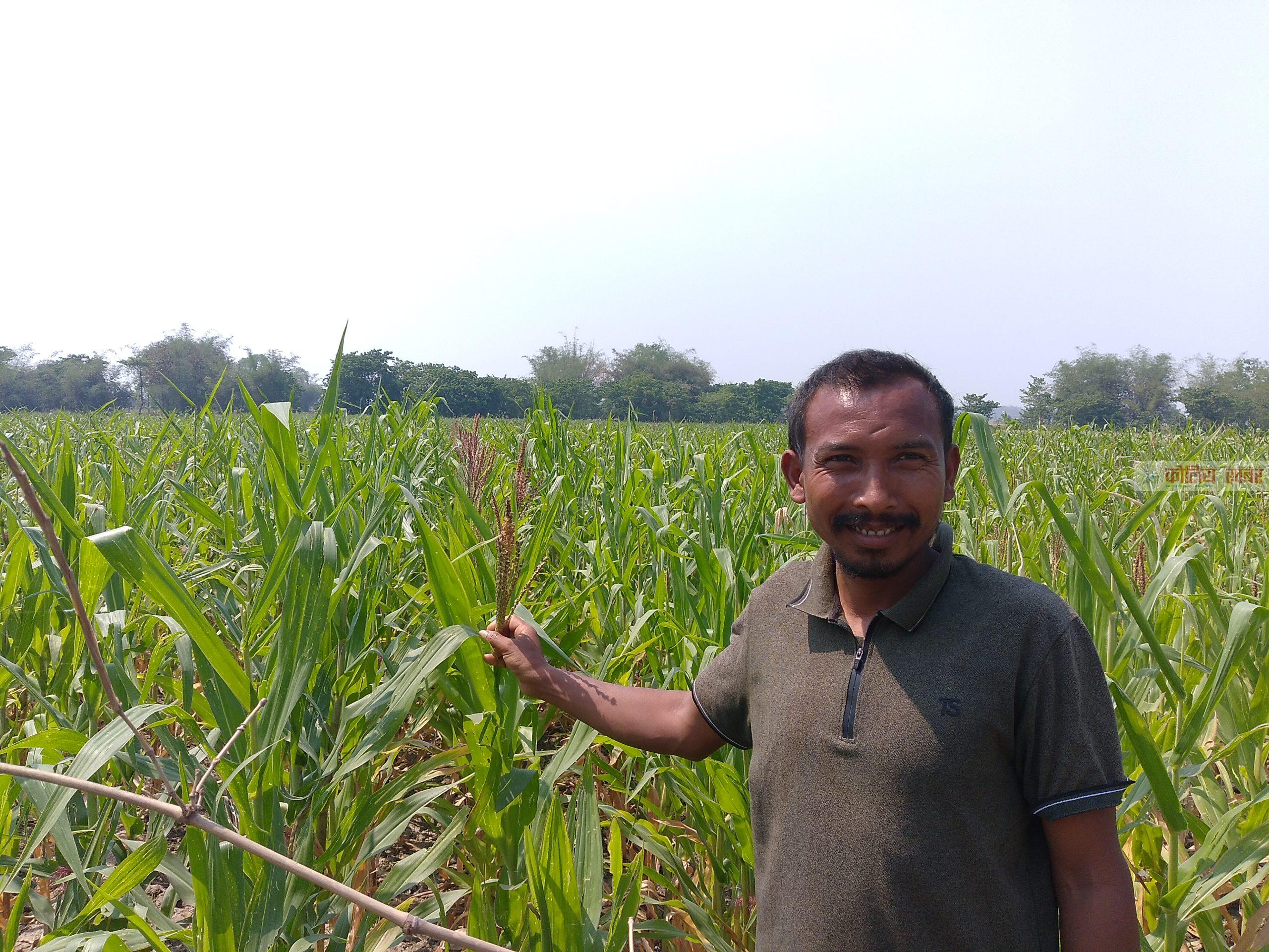 गाँउमा हाईब्रिड मकैको बिँउ बनाउदै रामग्राम १८ बडगोका किसान