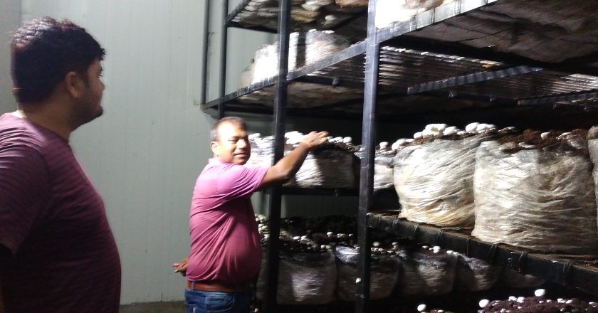 च्याउ उद्योगमा पचास जना महिलाले पाए प्रत्यक्ष रोजगारी