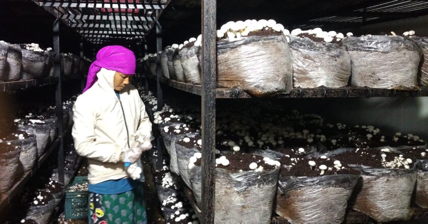 च्याउको माग बढेसँगै क्षमता वृद्धि गर्दै उद्योग,रोजगारी बढ्ने आस