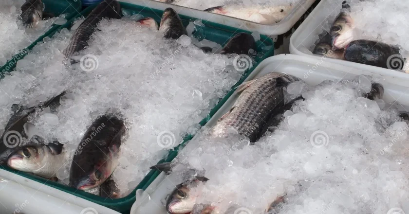 माछा तस्करी रोकिएन ःतीन महिना बासी अस्वथ्यकर भारतिय माछा नेपाल भित्रिदै