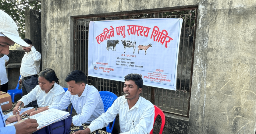 पशु स्वास्थ्य शिविर संचालनले १ सय ६३ किसान लाभाविन्त