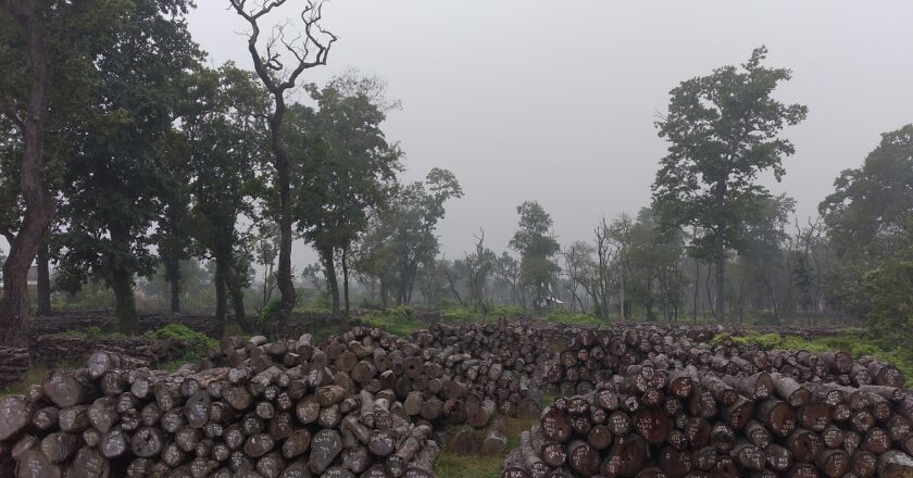 कार्ययोजना निर्माणमा ढिलाई हुदा बुद्ध शान्ति साझेदारी बनको पौने चार करोडको काठ दाउरा भएन विक्रि