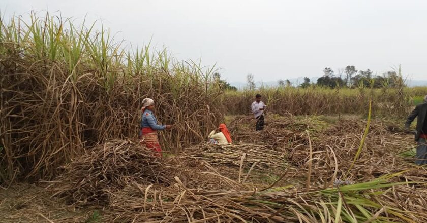 तथ्याँक बिनाका पाँच करोड बढि उखु अनुदान कस्ले पाउदै छ ?