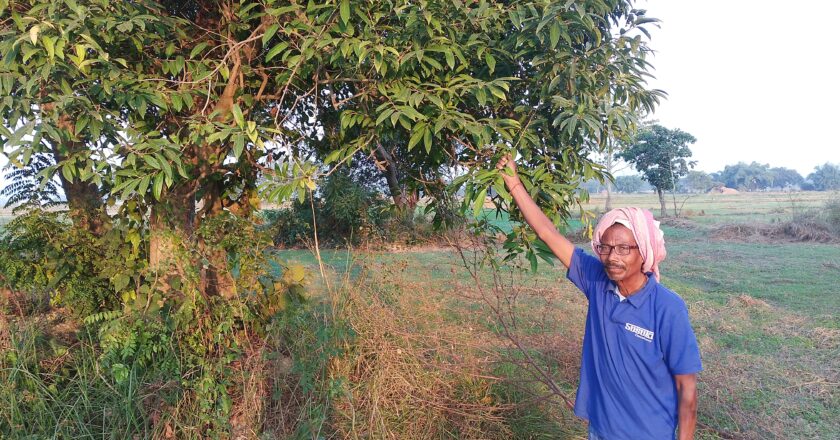 प्राचीन कोलिय गणराज्यको राजधानी कोलनगरमा पनि फेला पर्यो लोपोन्मुख कोलवृक्ष