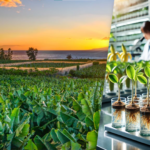 सरकारी वेवास्ताले केरा किसानलाई केराको बेर्ना पाउन समस्या