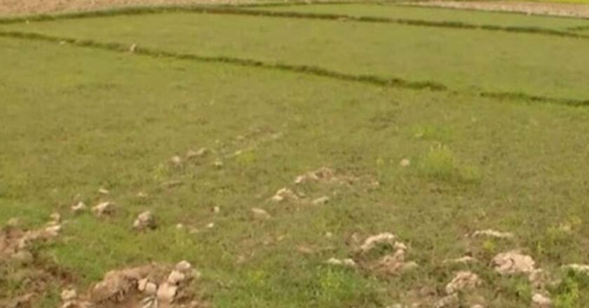 नवलपरासीमा २ हजार हेक्टर खेतीयोग्य जग्गा बाँझो