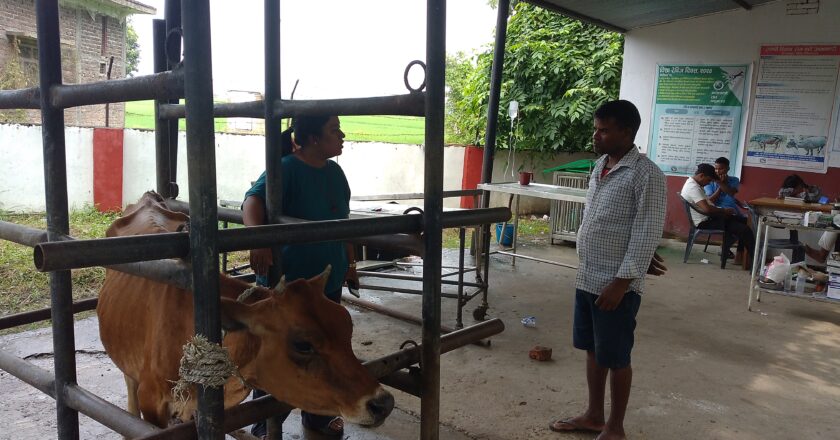 नवलपरासीका पशुमा लम्पी स्किन रोगको संक्रमण बढदै,किसान चिन्तित