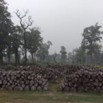 काठ विक्रिमा जटिलताले हरियो बन नेपालको धन बन्दै ‘हरियो बन धमिराको धन’