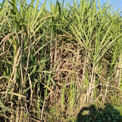 सरकारले उखुको समर्थन मुल्य नतोक्दा किसानलाई उखु विक्रिमा अन्यौलता