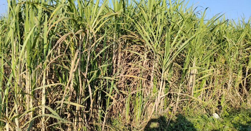 सरकारले उखुको समर्थन मुल्य नतोक्दा किसानलाई उखु विक्रिमा अन्यौलता