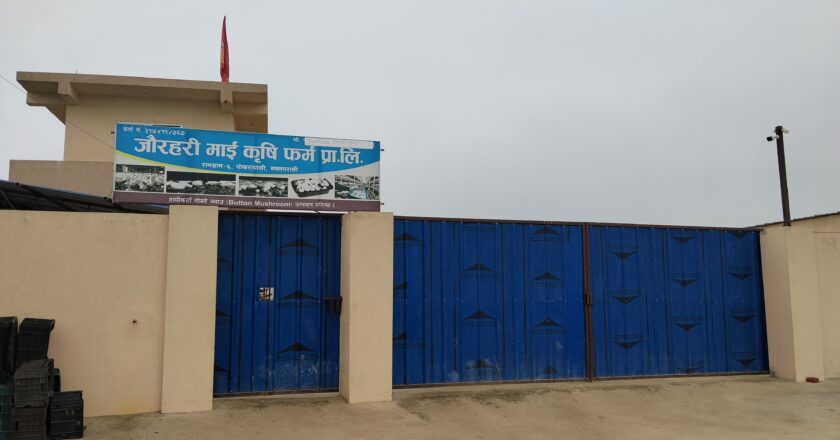 च्याउ उद्योगमा भविष्य खोज्दै रामग्रामका युवाहरु तेश्रो च्याउ उद्योग निर्माणमा