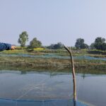 गर्मिबाट पँगास माछा आफ्नै प्रविधि तयार गरि जोगाउन सके पनि जाडोमा बचाउन चुनौती