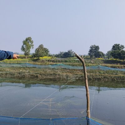 गर्मिबाट पँगास माछा आफ्नै प्रविधि तयार गरि जोगाउन सके पनि जाडोमा बचाउन चुनौती