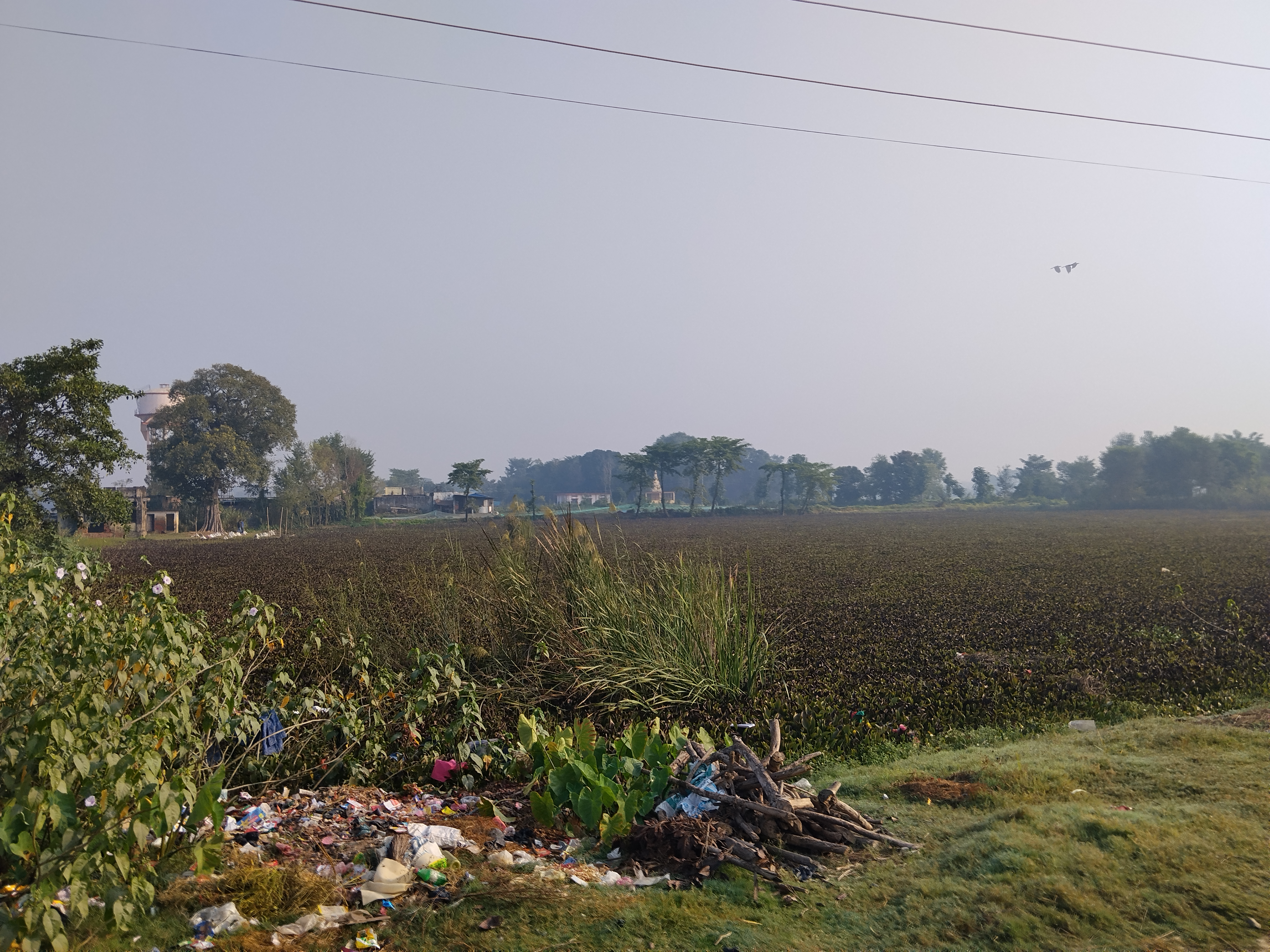 संरक्षण गर्न नसक्दा प्राचीन पोखरीहरु जलकुम्भिले भरिदै
