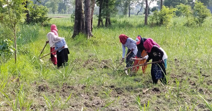 गाँउका पुरुष रोजगारी खोज्दै बिदेसिए पछि महिलाको काँधमा खेतीपातीको जिम्मेवारी