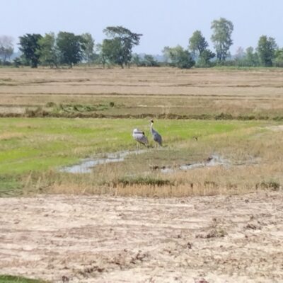 सिमसार सुक्दै जाँदा संकटमा सारस