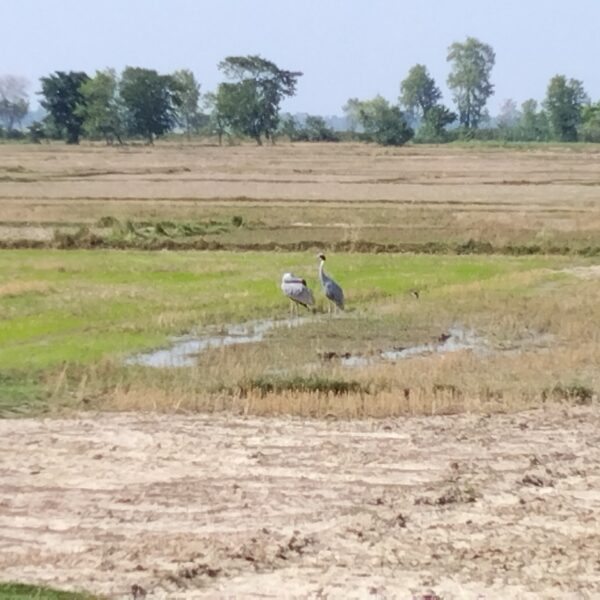 सिमसार सुक्दै जाँदा संकटमा सारस