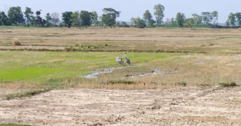 सिमसार सुक्दै जाँदा संकटमा सारस
