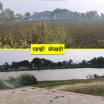 जलकुम्भिले भरिएको प्राचीन पाल्ही पोखरी वार्डले सफा गरायो