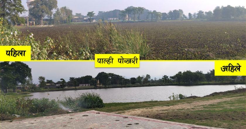 जलकुम्भिले भरिएको प्राचीन पाल्ही पोखरी वार्डले सफा गरायो