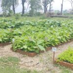 नवलपरासीमा वृक्षारोपण अभियान, डेढ लाखसम्म बिरुवा रोपिने