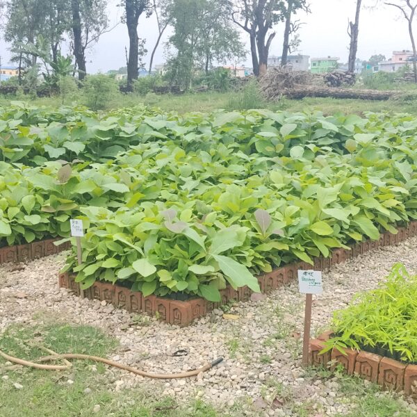 नवलपरासीमा वृक्षारोपण अभियान, डेढ लाखसम्म बिरुवा रोपिने