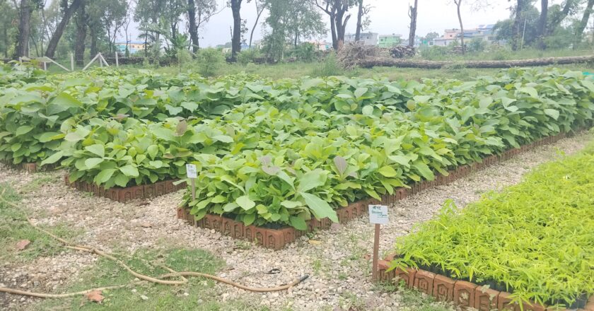 नवलपरासीमा वृक्षारोपण अभियान, डेढ लाखसम्म बिरुवा रोपिने