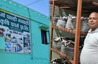 रामग्रामको पाल्ही भगवती कृषि फर्मबाट मासिक २० टन च्याउ उत्पादन, १०० जनालाई रोजगारी