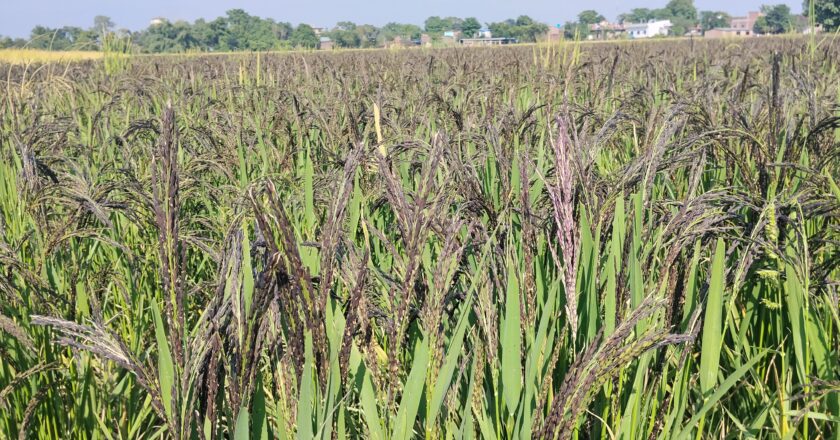 बुद्ध धान ‘कालानमक’ खेतीमा किसानको आकर्षण बढ्दो